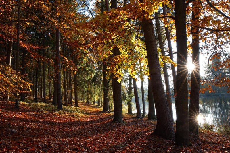 Autumn Forest