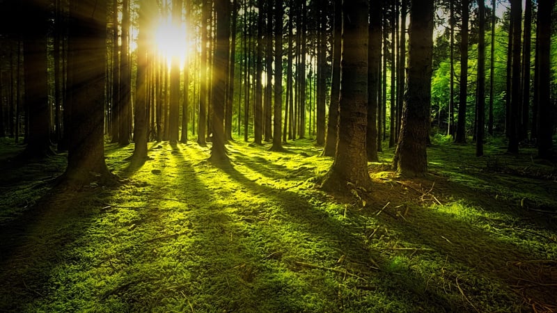 Woodland Forest