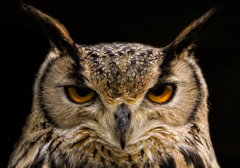 Owl Figurine